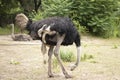 Two large African ostriches close up outdoors.