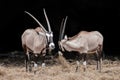 Two large antelopes eat straw in farm
