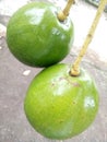 Two large avocados in my hand Royalty Free Stock Photo