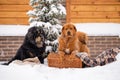 Two large beautiful dogs sit near the fir in winter.