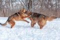 Two large beautiful red dogs imitate a fight while playing Royalty Free Stock Photo