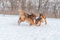 Two large beautiful red dogs imitate a fight while playing Royalty Free Stock Photo