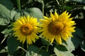 Two large beautiful sunflowers. Yellow blooming sunflowers Royalty Free Stock Photo