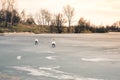 Two large beautiful white swans walk on the ice covered lake at Royalty Free Stock Photo