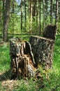 Two large birch stumps against the background of a pine forest. Royalty Free Stock Photo