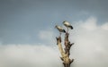 Two large birds on top of dead tree with cloudy sky background Royalty Free Stock Photo