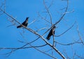 Two large and black crows stand on the branches of a tree Royalty Free Stock Photo