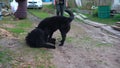 Two large black dogs playing in the fresh air, jump and roll in the sawdust