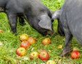 Two large Black Pigs or Devon Pigs, a rare breed pig, eating apples