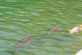 Two large black wild carp fishes and golden koi fish swimming under clean water in the city pond. Nature background. Royalty Free Stock Photo