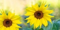 Two large blooming bright yellow sunflower heads on sunny backgrop close up. Banner. Royalty Free Stock Photo