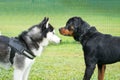 Two large breed dogs facing each other. Side view Royalty Free Stock Photo