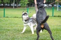 Two large breed dogs playing in the field Royalty Free Stock Photo