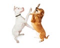 Two Large Breed Dogs Playing Royalty Free Stock Photo