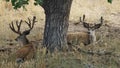 Two large buck mule deer laying by a tree. Royalty Free Stock Photo