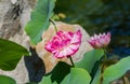 Two large buds of pink lily on the background of the lake Royalty Free Stock Photo