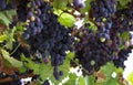 Two large bunches of red wine grapes hang from a vine, Ripe grapes hang on the vine. Royalty Free Stock Photo