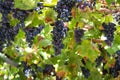 Two large bunches of red wine grapes hang from a vine, Ripe grapes hang on the vine. Royalty Free Stock Photo