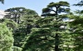 Mature Cedar Trees, Full Frame Royalty Free Stock Photo
