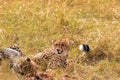 Two large cheetahs eat prey. Masai Mara, Kenya Royalty Free Stock Photo