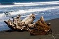 Two Large Chunks Of Tree Driftwood Sitting On Sand Beach Royalty Free Stock Photo