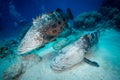 Two large cod engage in a mating ritual on the Reef Royalty Free Stock Photo