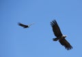 Two Large condor in flight Royalty Free Stock Photo