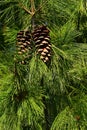 Two large cones hidden in pine Pinaceae tree needles dense foliage, sunbathing in late fall sunshine