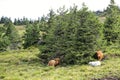 Two large cows laying by the tree Royalty Free Stock Photo