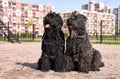 Two large curly Terrier black sitting outdoors Royalty Free Stock Photo