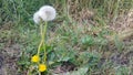 Two large dandelion wrapped in each other, and two yellow small dandelion in adults,