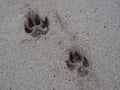 Two Dog Paw Print in the Sand Royalty Free Stock Photo