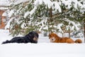 Two large dogs lie in the snow near a pine tree.