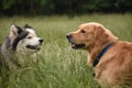 Two large dogs meet Royalty Free Stock Photo