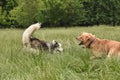 Two large dogs playing