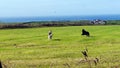 Two large dogs running in a field in England Royalty Free Stock Photo