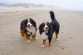 Two happy Bernese Mountain Dog on the beach Royalty Free Stock Photo