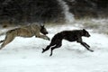 Scottish deerhound and an irish wolfhound playing on a snow covered beach