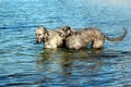 Sscottish deerhound and Irish Wolfhound in the water