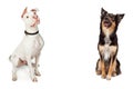 Two Large Dogs Sitting Looking Up With Copy Space Royalty Free Stock Photo