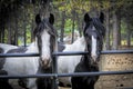 Two large draft horses at the fence Royalty Free Stock Photo