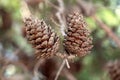 Two large dry fully open brown Pine cones or Conifer cones on a single branch Royalty Free Stock Photo