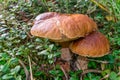 Two large edible of ceps in the forest on a green background
