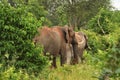 Two large elephants in the brush Royalty Free Stock Photo