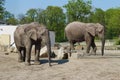 Two large elephants on the catwalk Royalty Free Stock Photo