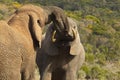 Two large elephants pushing and shoving each other Royalty Free Stock Photo