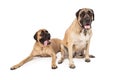 Two large English Mastiff Dogs Royalty Free Stock Photo