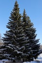 two large fir trees covered with snow against a bright blue winter sky