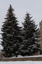 Two large fir trees with thick branches, covered with snow. Royalty Free Stock Photo