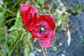 Two large buds of flowering poppy outdoors in nature Royalty Free Stock Photo